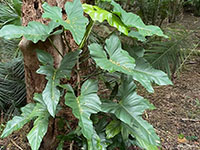 Philodendron-Bipennifolium3