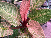 Philodendron-Birkin-Pink1