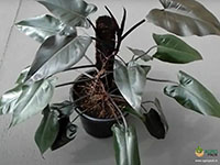 Philodendron-Black2