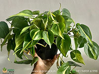 Philodendron-Brasil-Money-Plant3