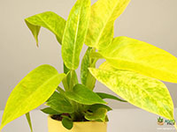 Philodendron-Calkins-Gold1