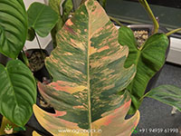 Philodendron-Caramel-Marble1