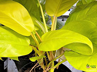 Philodendron-Ceylon-Golden-Plant1