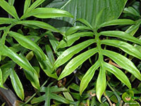 Philodendron-Distantilobhum1