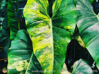 Philodendron-Domesticum-Variegata1
