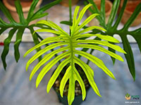 Philodendron-Elegans2