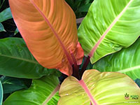Philodendron-Imperial-Gold1