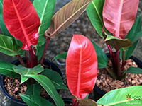 Philodendron-Imperial-Red1