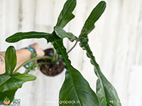 Philodendron-Joepii2