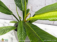 Philodendron-Lynette4