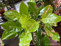 Philodendron-Moonlight3