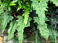 Philodendron-Mottled-Dragon3