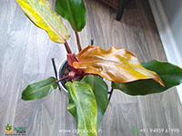 Philodendron-Orange-Marmalade1