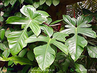 Philodendron-Panduriforme1