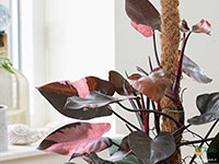 Philodendron-Pink-Princess1