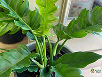 Philodendron-Pluto-Green2