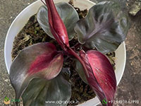 Philodendron-Red-Heart1