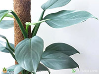 Philodendron-Silver-Sword1