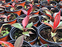 Philodendron-Sunred1