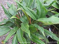 Philodendron-Wendlandii1