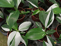 Philodendron-White-Knight3
