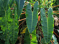 Philodendron-atabapoense1