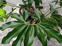 Philodendron-goeldi1