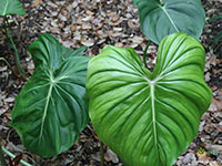Philodendron-mcdowell2
