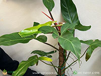 Philodendron-mexicanum2