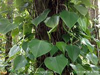Philodendron-microstictum1