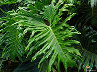 Philodendron-selloum1