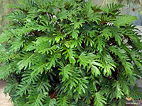 Philodendron-xanadu2