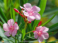 Pink-Oleander6