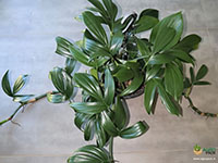 Rhaphidophora-Decursiva-Dragon-Tail-Plant1