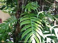 Rhaphidophora-pinnata-Plant4