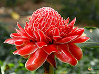 Torch-Ginger1