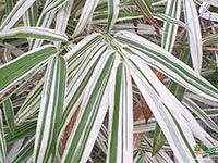 White-Bamboo2