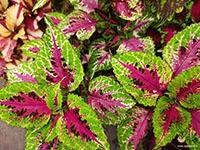 100-types-coleus-/-colius