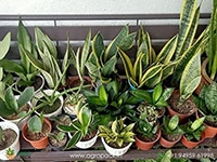 15-different-varieties-of-sansevieria
