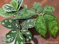 3-Elatostema-Varieties1