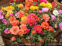 60-Portulaca-10-O-Clock-Varieties2