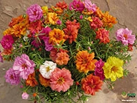 70-Types-Of-Portulaca-Grandiflora1