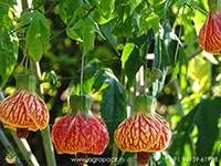 abutilon-pictum