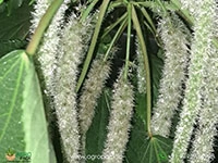 Acalypha-Cat-Tail-White2