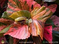 acalypha-wilkesiana