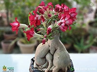 adenium