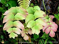 adiantum-macrophyllum-fern