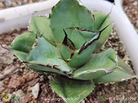 Agave-Titanota-Black-Panther1