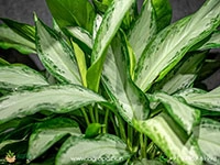 aglaonema-emerald-bay