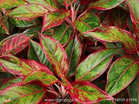 aglaonema-georgis-ruby